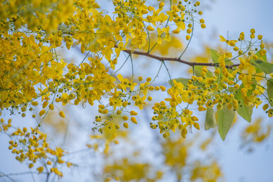 Konnapoo 이미지 – 찾아보기 62 스톡 사진, 벡터 및 비디오 | Adobe Stock