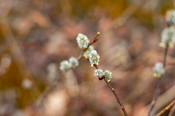 Blooming willow twigs with raindrops on a natural background, horizontal