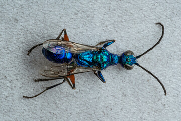 Emerald cockroach wasp insect isolated