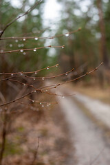 raindrops on unblown twigs in the forest, vertical.