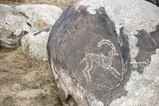Petroglyphs on the rocks in Kazakhstan. The ancient parking cave man. Historical cave paintings. Carved on stone images of deer, goats and wolves. The development of ancient peoples