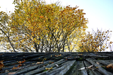 Naklejka na ściany i meble autumn leaves on a wooden fence