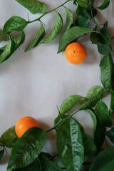 Clementines tangerines, twig with green leaves as spring decor  on gray paper background.