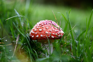 fly agaric mushroom in the forest