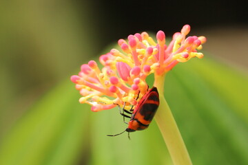 ladybug on flower