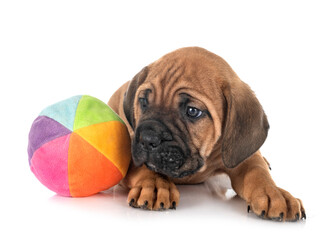 Obraz premium puppy cane corso