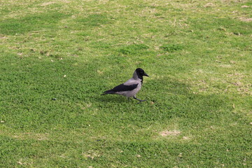 hooded crow on the grass with space for inscription
