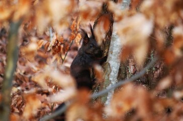Eichhörnchen im Laub