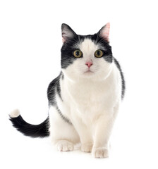 Obraz premium feral cat in studio