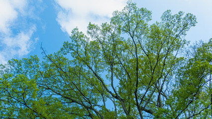 初夏の緑の木々