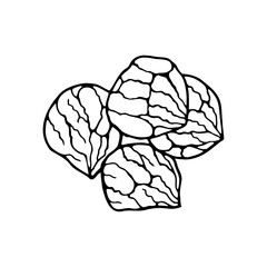 Vector hand-drawn marron glace. Spanish dessert. Design sketch element for menu cafe, bistro, restaurant, bakery, label and packaging. Illustration on a white background.