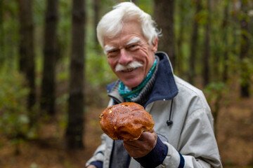 A close-up of a happy senior man collecting mushrooms in the forest.