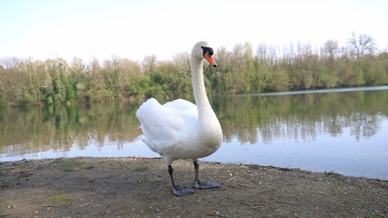 white swan swims in river water Adda in Trezzo D'adda Lombardy Italy 