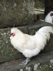 美しい烏骨鶏