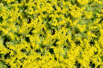 Small needle-shaped yellow flowers outdoors in the garden