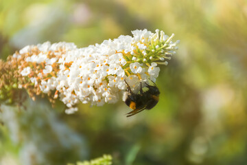 Bumblebee on the white flowers of David's Buddleia. Summer natural atmospheric background. The striped insect collects nectar from the flowers of Buddleja albiflora. Selective focus,blurred background