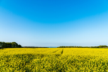 Field of bright yellow rapeseed and clear blue sky. Landscape scenery in rural environment on a...