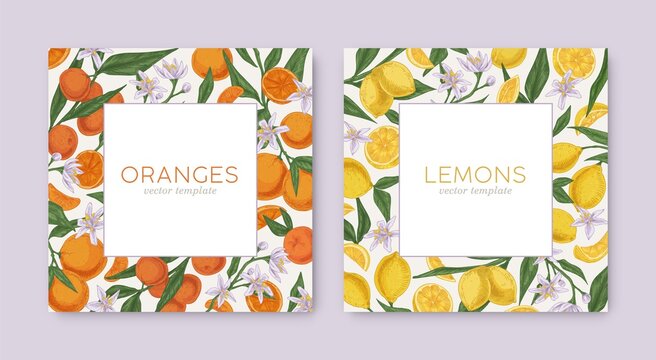 Templates with hand-drawn tropical citrus frames and white backgrounds. Square card design with lemon and orange fruits on borders. Colored realistic vector illustration for cosmetic packaging