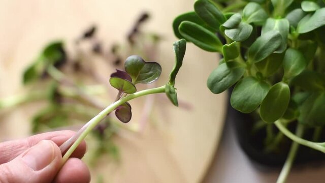 A bunch of freshly cut microgreens of  radish sango and sunflower in a woman's hands.Hands close-up, slow motion.The concept of healthy eating,vegan concept.Home gardening.
