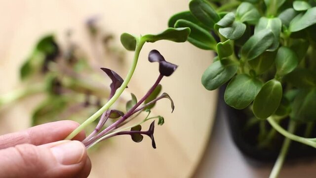 A bunch of freshly cut microgreens of radish sango and sunflower in a woman's hands.Hands close-up, slow motion.The concept of healthy eating,vegan concept.Home gardening.