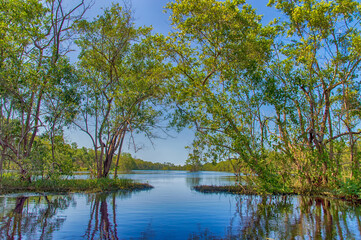 Matapica Swamp