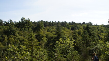 Alberi nel bosco
