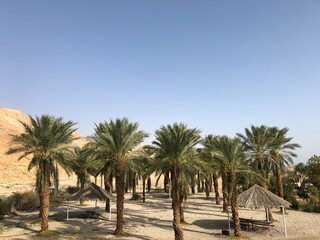 Naklejka na ściany i meble palm trees in the desert near the dead sea israel