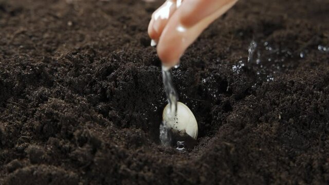 seed and planting concept. Female hand watering young tree over green background