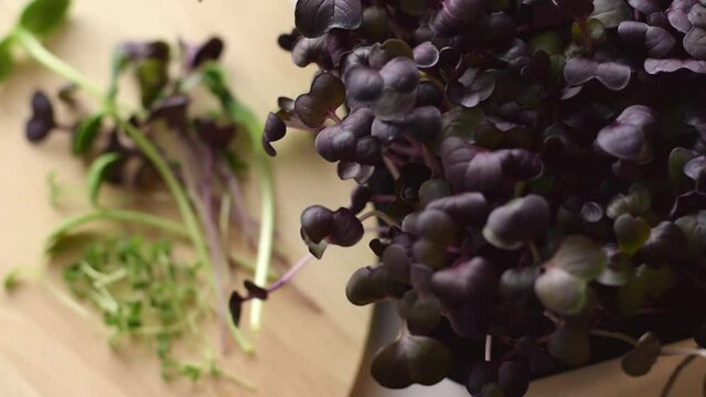 Radish sango microgreens with purple leaves close-up.Slow motion.The concept of healthy eating,vegan concept.Home gardening.