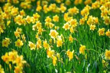 Obraz premium 満開に咲いた水仙が有る公園