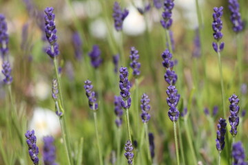 Obraz premium field of lavender