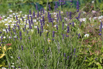 lavender flowers in the field