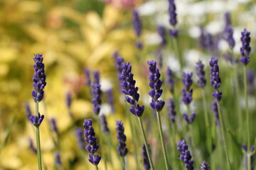 lavender field in region