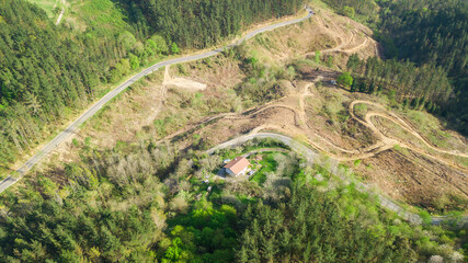 aerial view of poine tree plantation