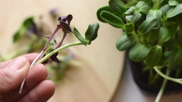 A bunch of freshly cut microgreens of  radish sango and sunflower in a woman's hands.Hands close-up, slow motion.The concept of healthy eating,vegan concept.Home gardening.