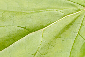Green blooming leaf macro texture .Texture or background
