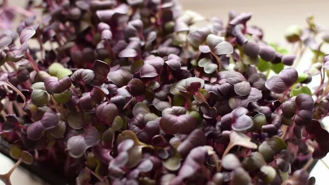 Radish sango microgreens close-up.Slow motion.The concept of healthy eating,vegan concept.Home gardening.
