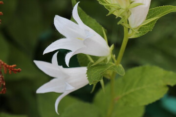 white flowers