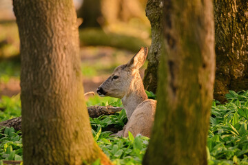 Red deer calf in the forest
