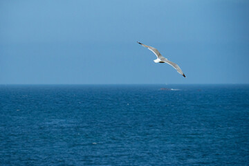 Fototapeta na wymiar A sea gull enjoying the coastal wind above the sea in front of the blue sky
