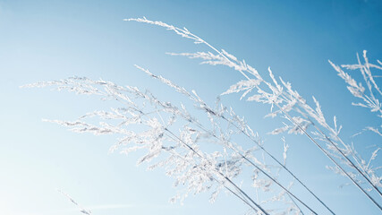 Ice-covered grass against a blue sky