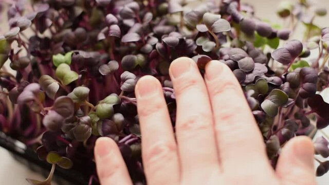 Radish sango microgreens with purple leaves close-up.Slow motion.The concept of healthy eating,vegan concept.Home gardening.
