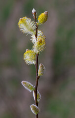 Willow branches with fluffy cats with a blurred background. Soft and gentle spring background with copy space. Easter or Spring background with flowering willow branches against blue sky in sunlight.