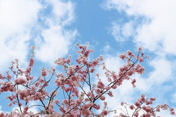 春の青空　桜の花　風景