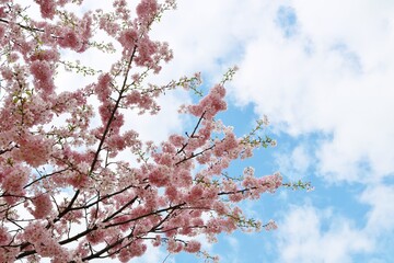 春の青空　桜の花　風景