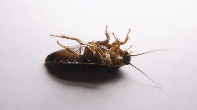 close up of cockroach isolated on white background. dead cockroach.