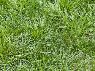 Summer background of fresh green grass close up of grass