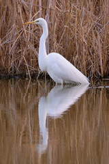The great egret - Ardea alba in the swamp