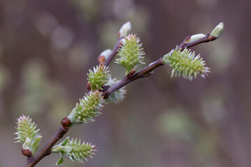 Willow branches with fluffy cats with a blurred background. Soft and gentle spring background with copy space. Easter or Spring background with flowering willow branches against blue sky in sunlight.
