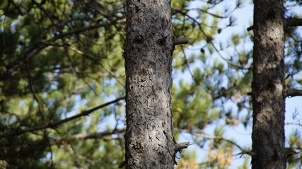 Fototapeta premium Alberi nel bosco